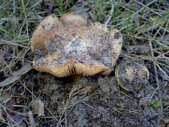 Cortinarius phalarus
