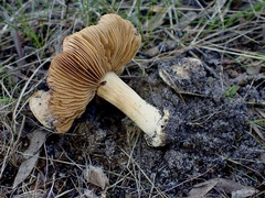 Cortinarius phalarus