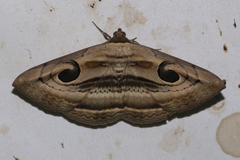 Spirama retorta