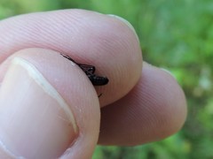 Stenurella melanura