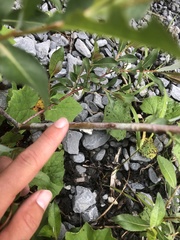Salix daphnoides
