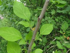 Malus baccata
