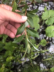 Salix daphnoides