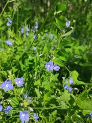 Veronica chamaedrys