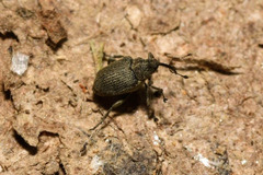 Ceutorhynchus obstrictus