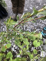 Salix daphnoides