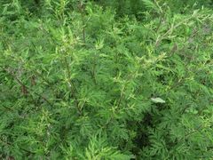 Artemisia gmelinii