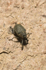 Ceutorhynchus obstrictus