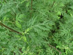 Artemisia gmelinii