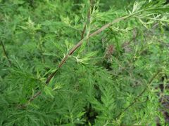 Artemisia gmelinii