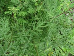 Artemisia gmelinii