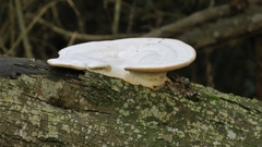 Trametes elegans