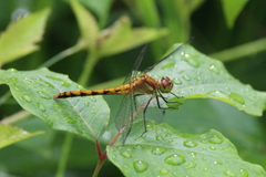 Sympetrum
