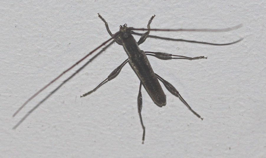Ectinope