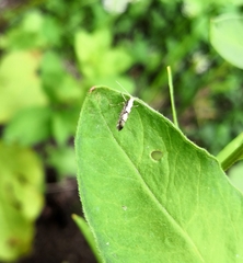 Argyresthia conjugella