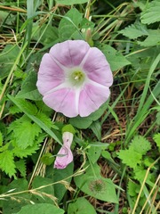Calystegia × pulchra