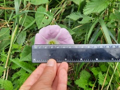 Calystegia × pulchra