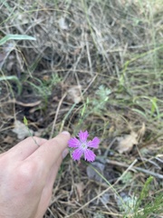 Dianthus campestris