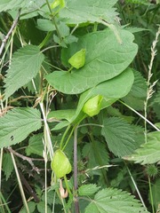 Calystegia × pulchra