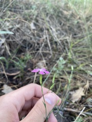 Dianthus campestris