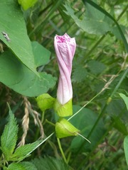 Calystegia × pulchra