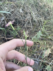 Dianthus campestris
