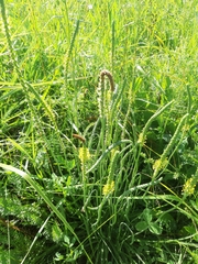 Plantago salsa