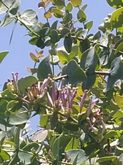 Tapinanthus