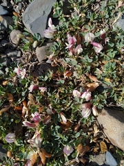 Trifolium eximium