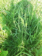 Plantago salsa