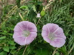 Calystegia × pulchra