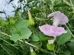 Calystegia × pulchra