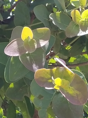 Tapinanthus