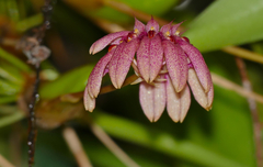 Bulbophyllum pulchellum