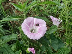 Calystegia × pulchra