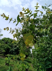 Tapinanthus