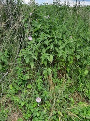 Calystegia × pulchra