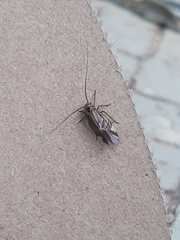 Cerastipsocus venosus