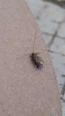 Cerastipsocus venosus