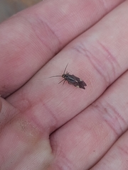 Cerastipsocus venosus
