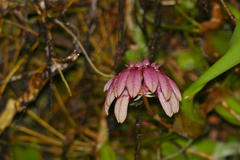 Bulbophyllum pulchellum