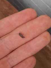 Cerastipsocus venosus