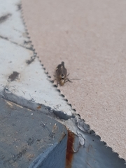 Cerastipsocus venosus