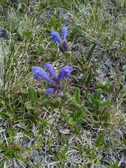 Dracocephalum grandiflorum