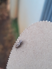 Cerastipsocus venosus