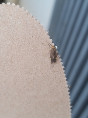 Cerastipsocus venosus