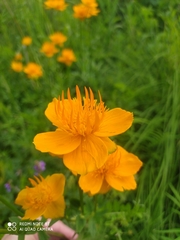 Trollius chinensis