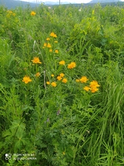 Trollius chinensis