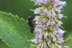 Stelis