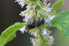 Stelis